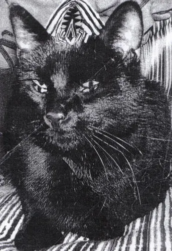 Strange Chalices of Seeing