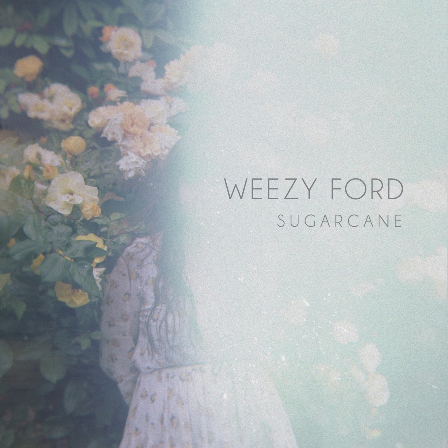 Sugarcane