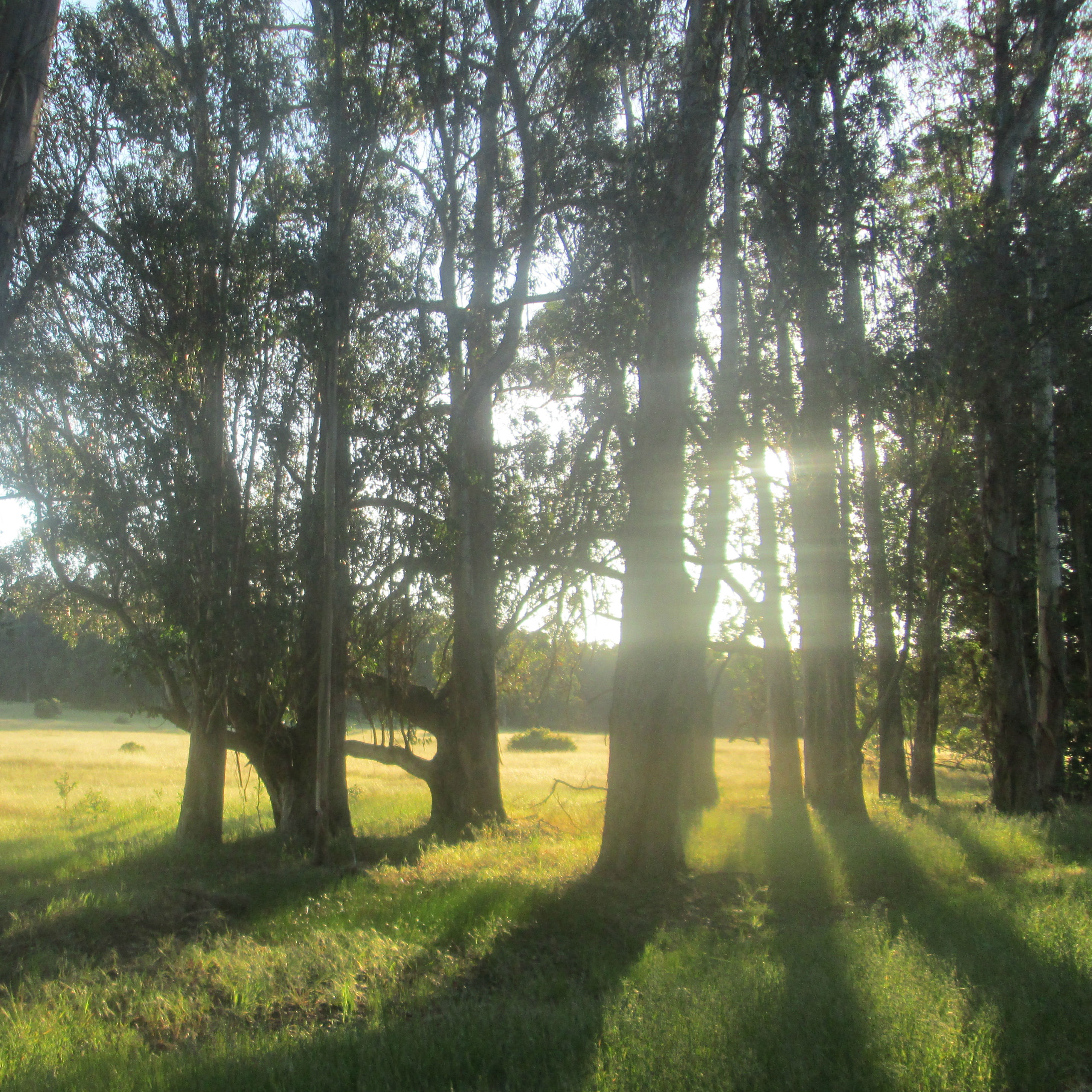 An Afternoon at Pinole Shores Park