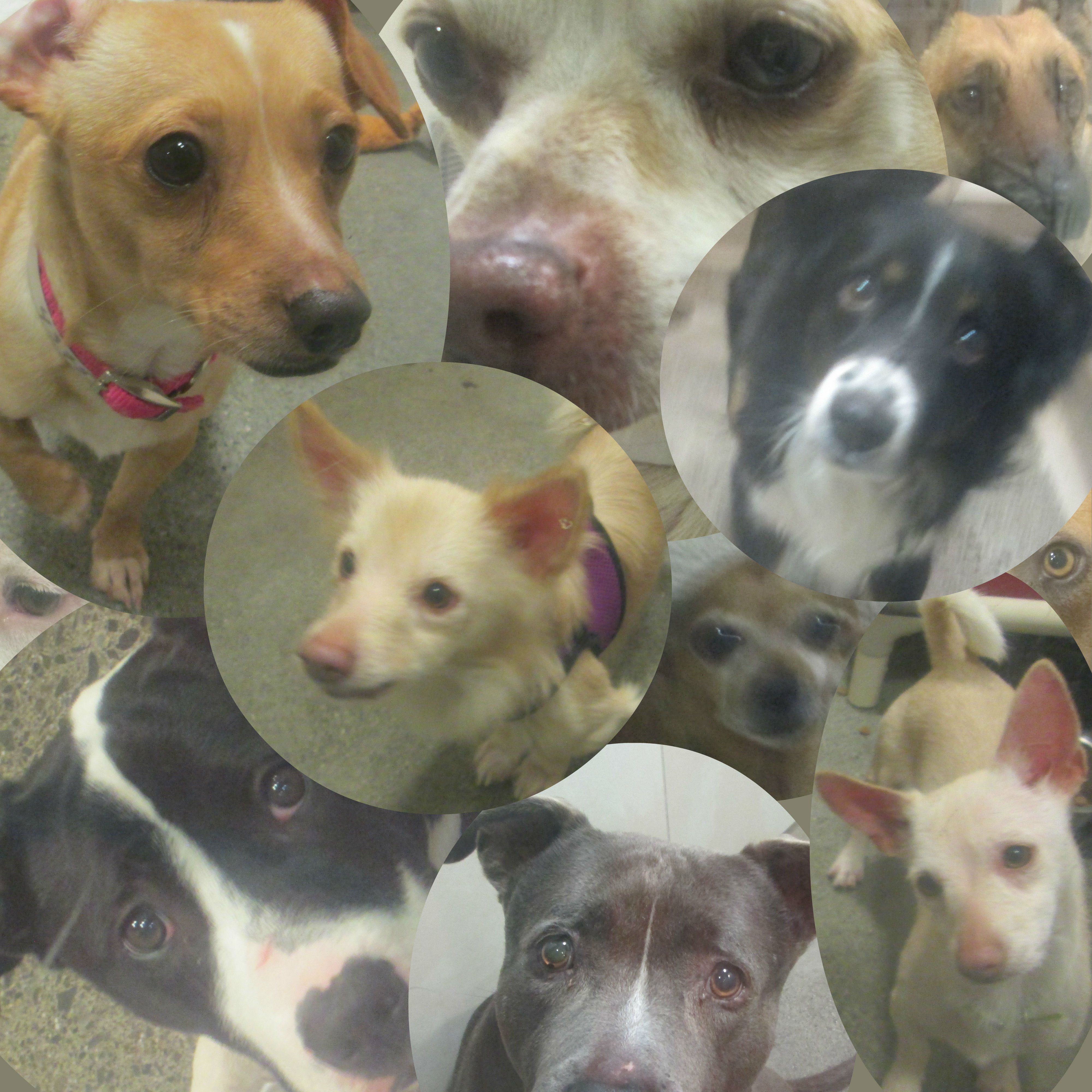 Animal Shelter