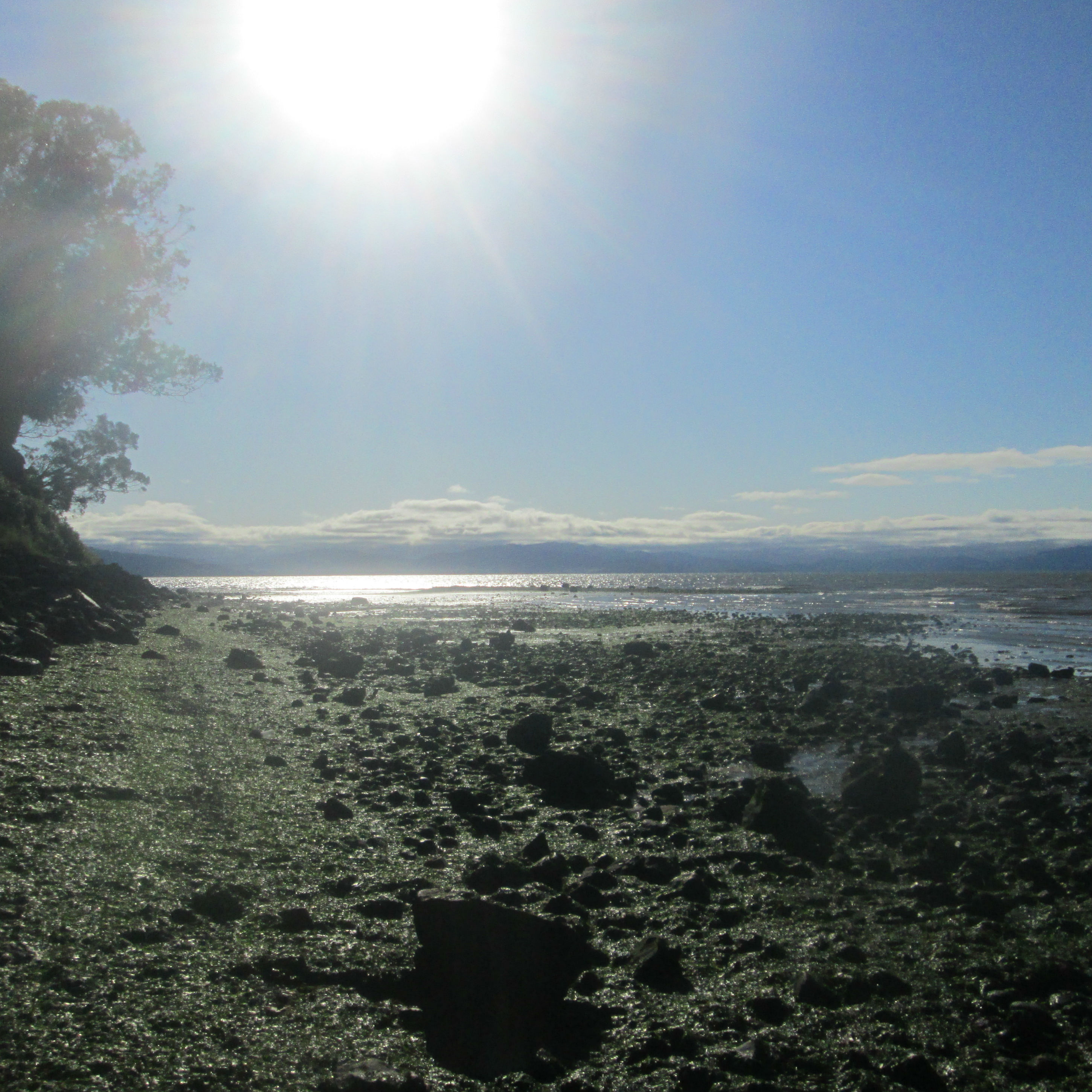 Selected Recordings at the Pinole Shore