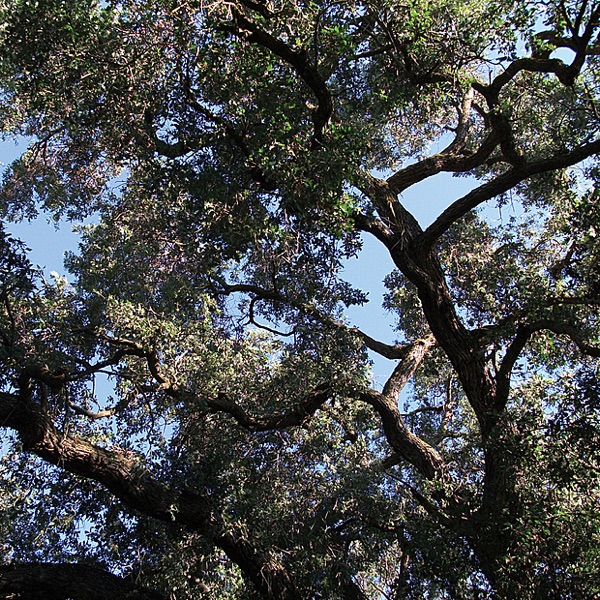 Trees