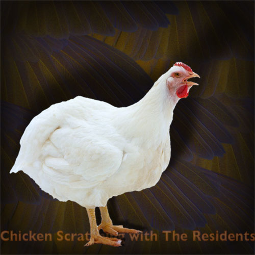 Chicken Scratching With The Residents