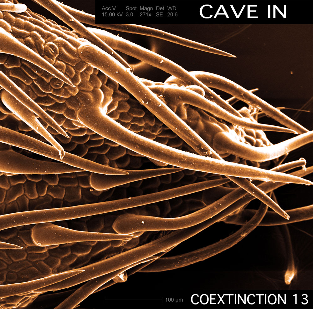 Coextinction Release 13