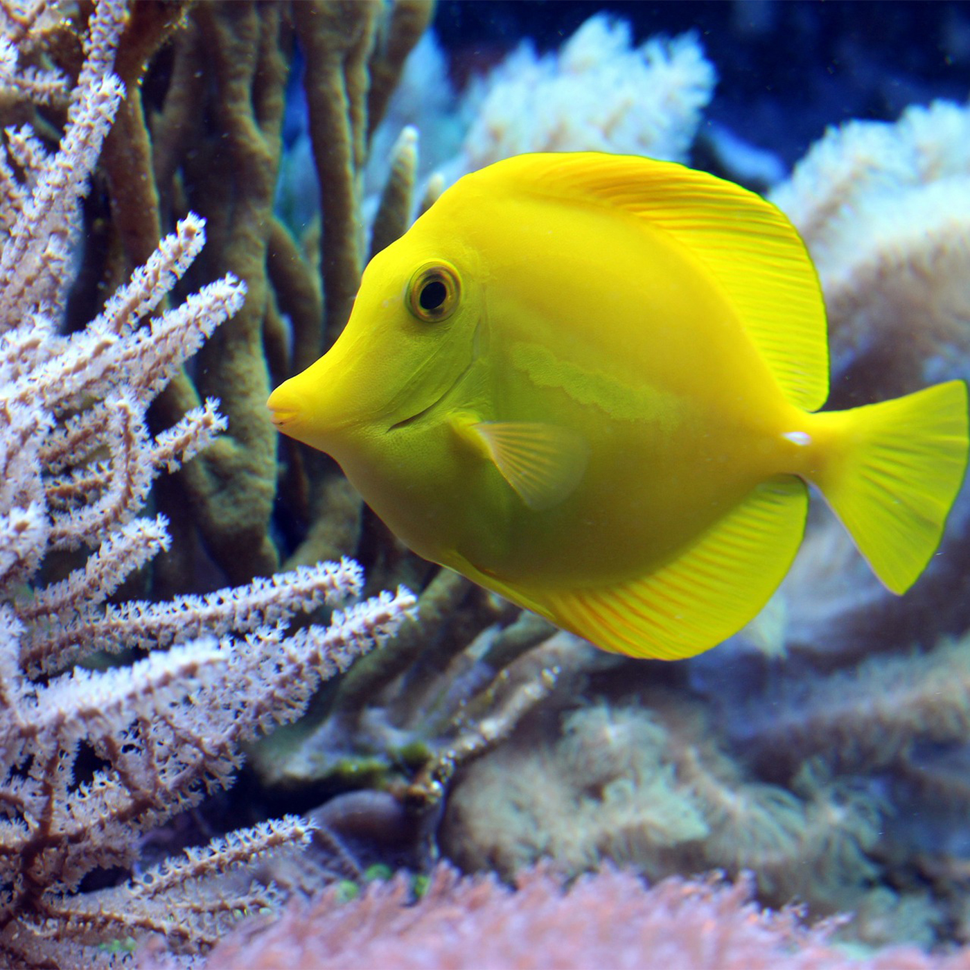 🐠