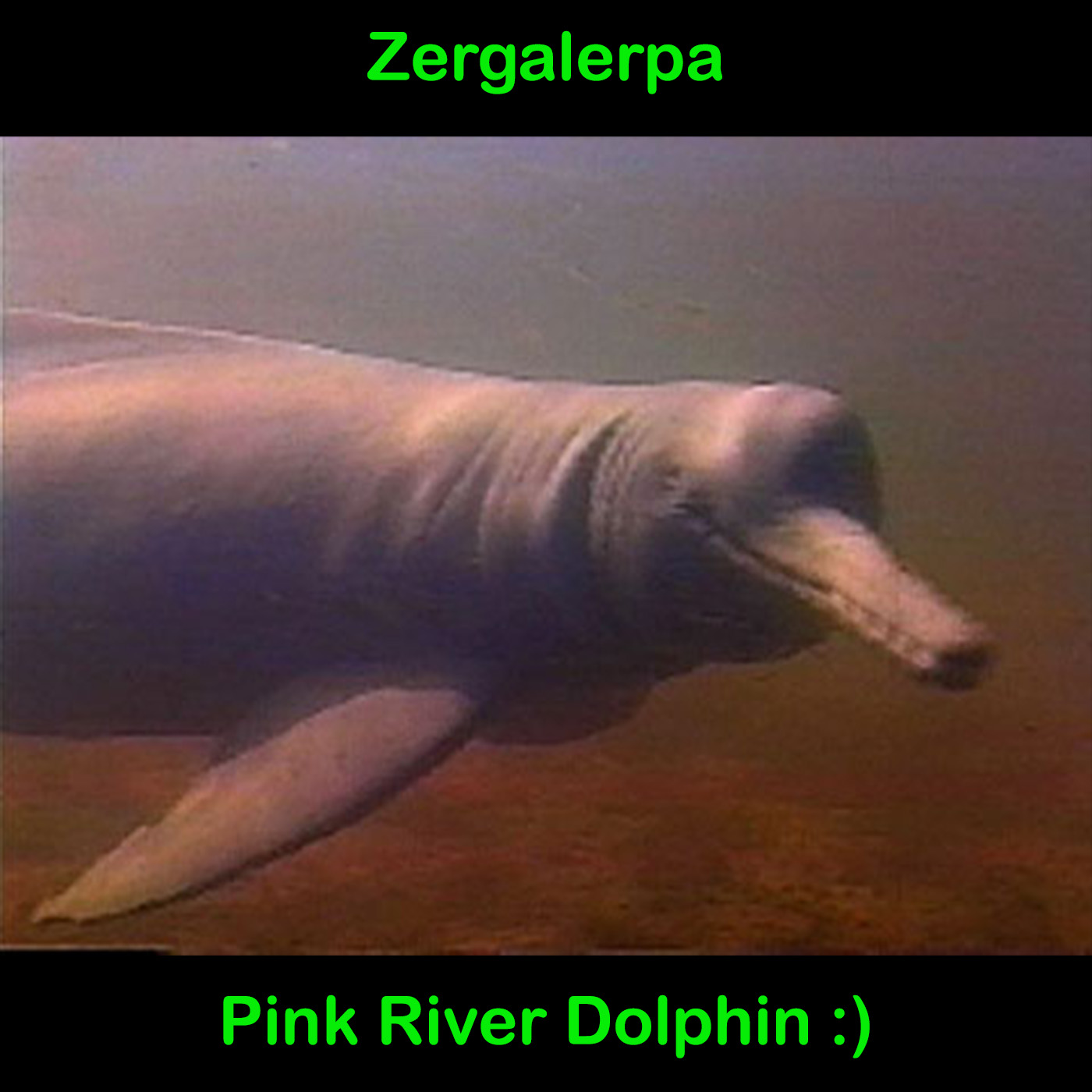 Pink River Dolphin :)