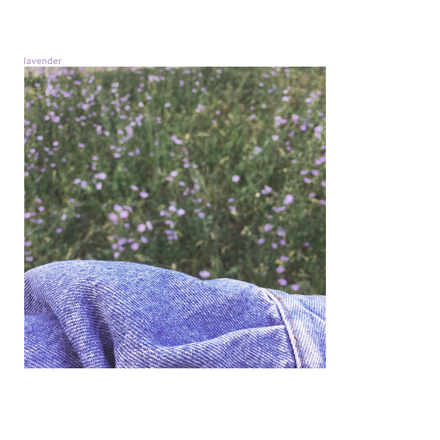 Lavender