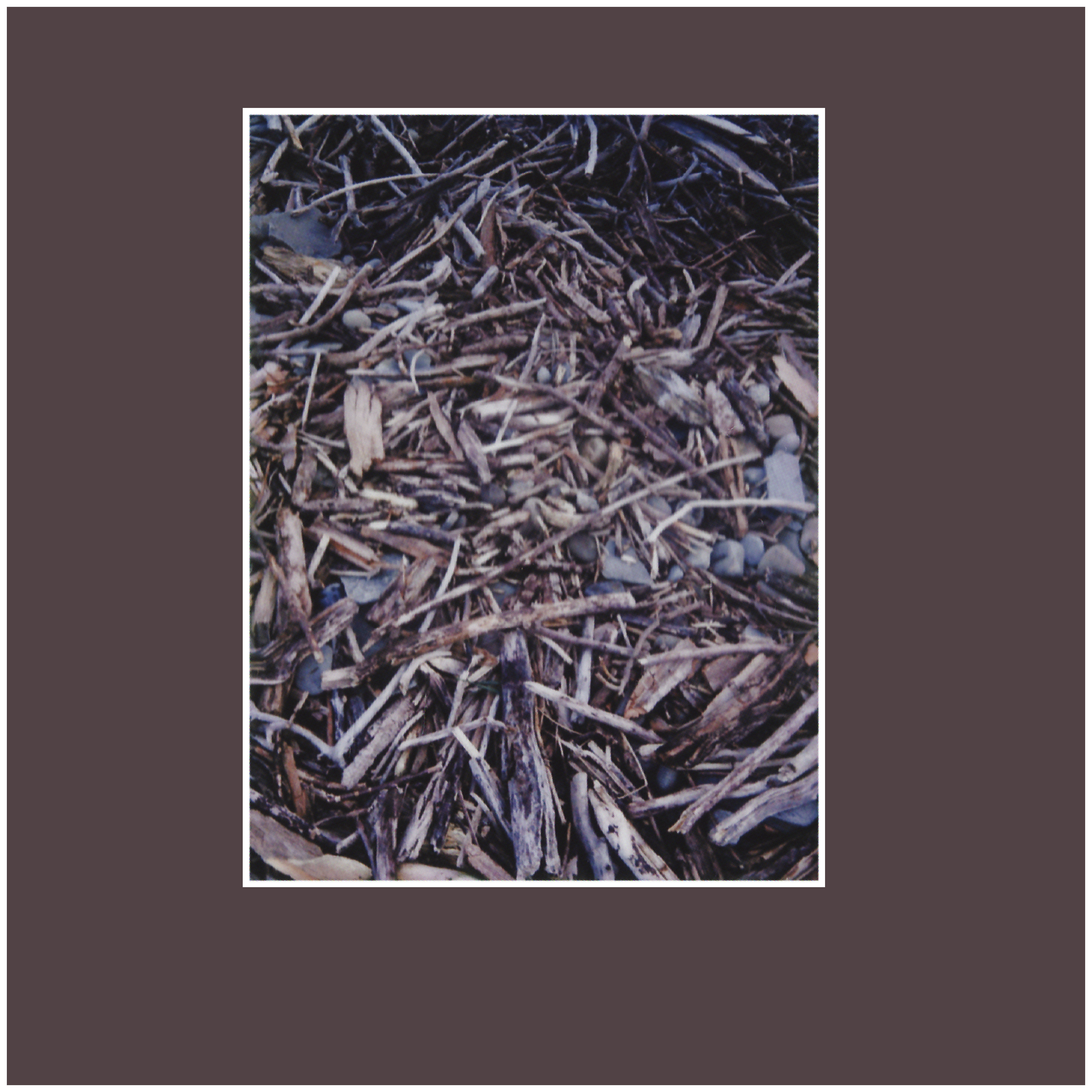 A Photograph of Wood