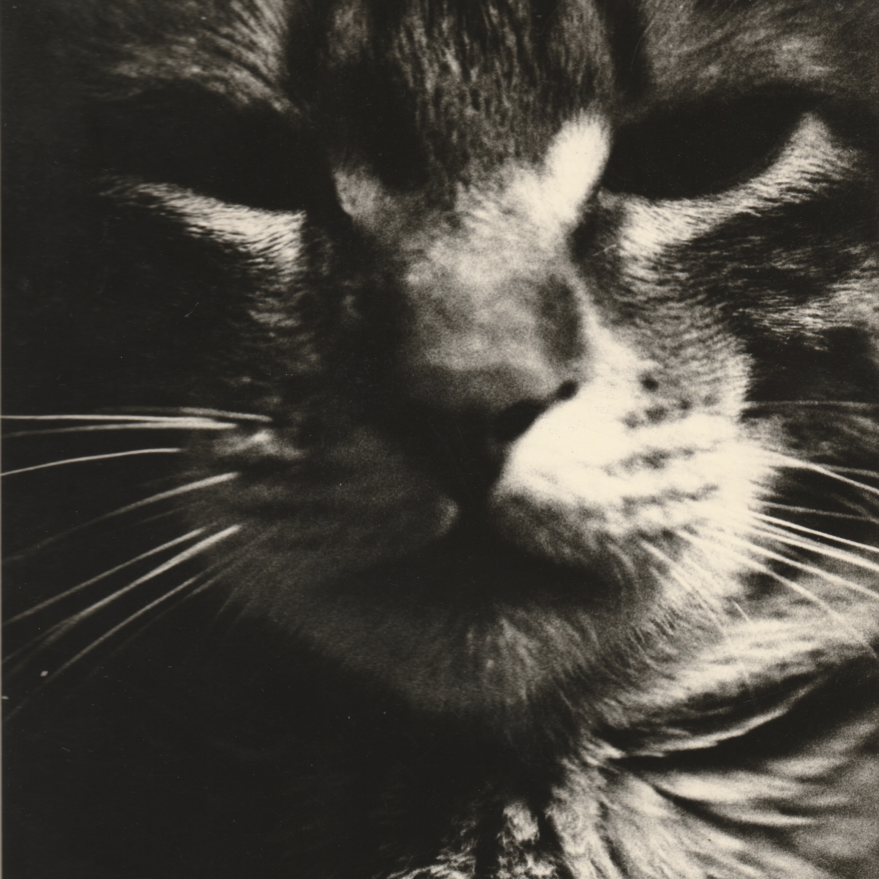 猫年