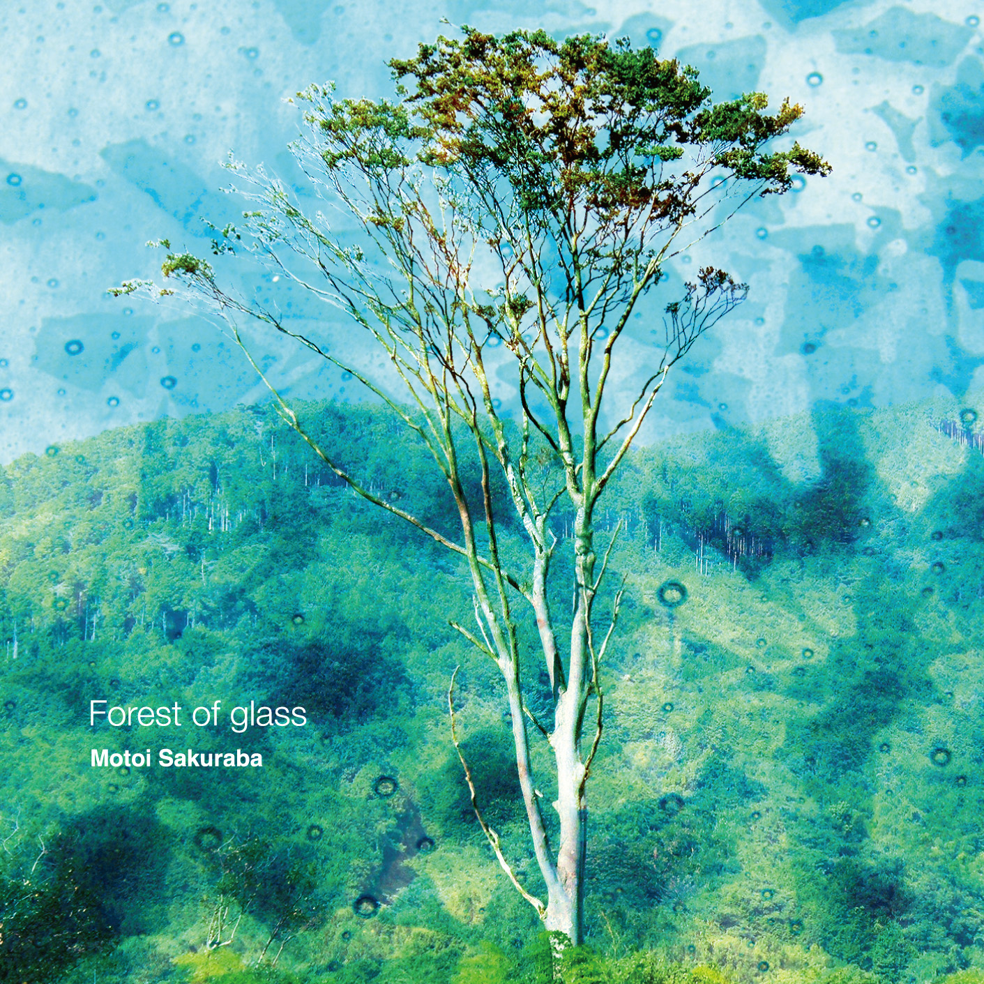 Forest of glass