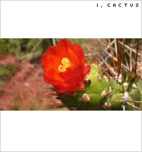 I, Cactus