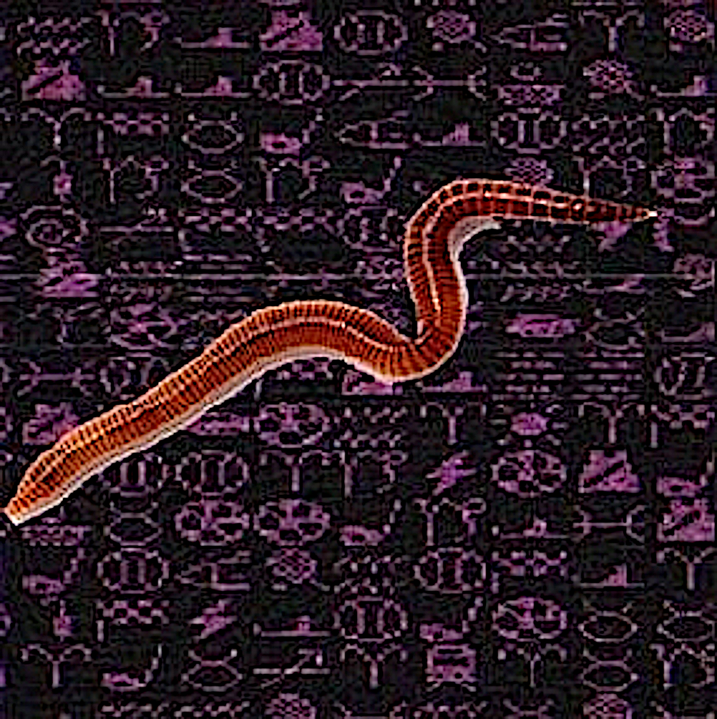 Worm Highway