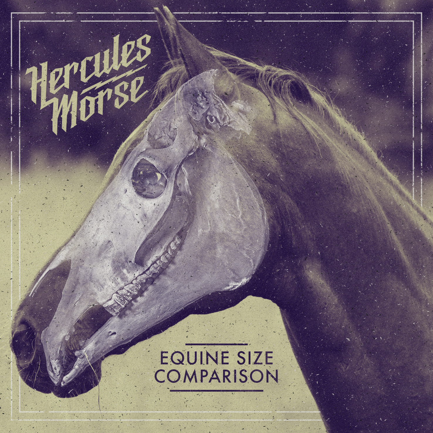 Equine Size Comparison